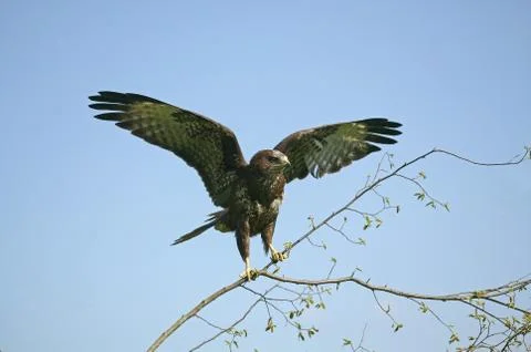 BUSE VARIABLE buteo buteo Fotos de archivo
