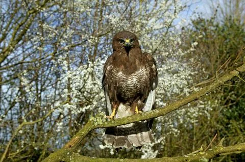 BUSE VARIABLE buteo buteo Fotos de archivo