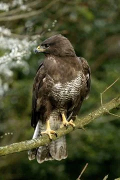 BUSE VARIABLE buteo buteo Fotos de archivo