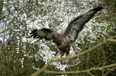 BUSE VARIABLE buteo buteo Stock Photos