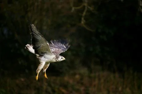 BUSE VARIABLE buteo buteo Stock-Fotos