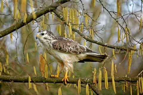 BUSE VARIABLE buteo buteo Stock Photos