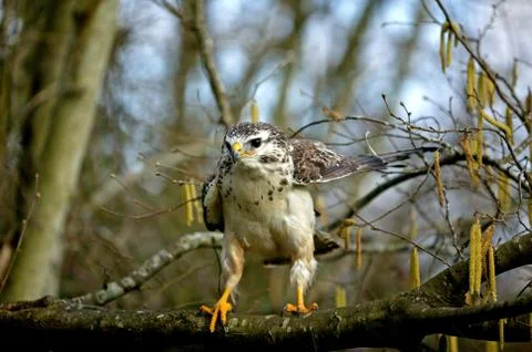 BUSE VARIABLE buteo buteo 스톡 사진