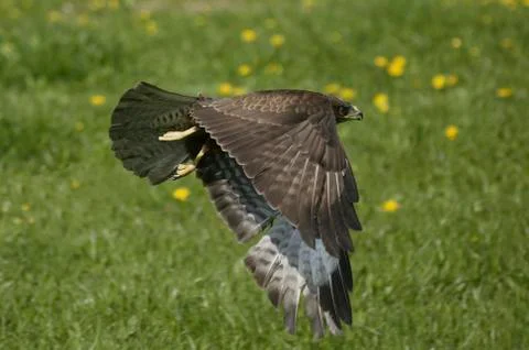 BUSE VARIABLE buteo buteo Stock-Fotos