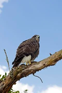 BUSE VARIABLE buteo buteo Stock-Fotos