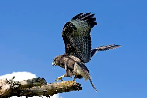 BUSE VARIABLE buteo buteo Fotos de archivo