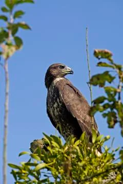 BUSE VARIABLE buteo buteo Fotos de archivo