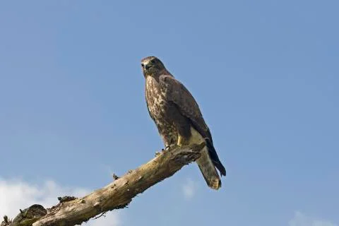 BUSE VARIABLE buteo buteo Stock-Fotos