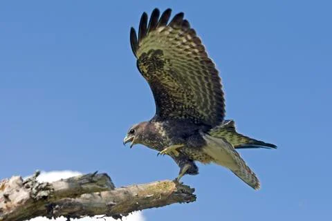 BUSE VARIABLE buteo buteo Stock-Fotos