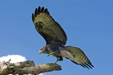 BUSE VARIABLE buteo buteo Foto stock