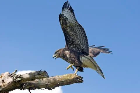 BUSE VARIABLE buteo buteo 스톡 사진