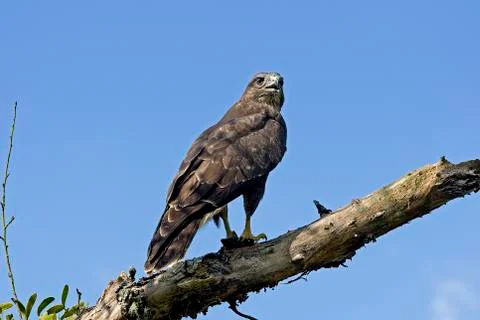 BUSE VARIABLE buteo buteo Fotos de archivo