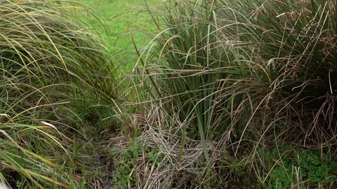 Bush 1080 動画素材 85001953