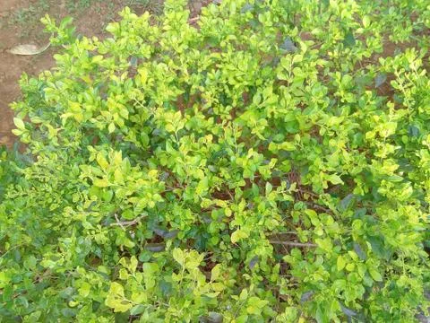 Bush 2 Stock Photos