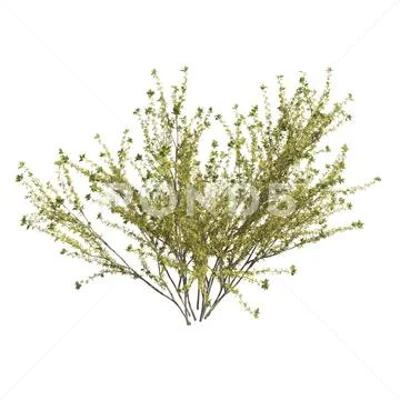 Bush 3d illustration isolated on the white background Stock Illustration