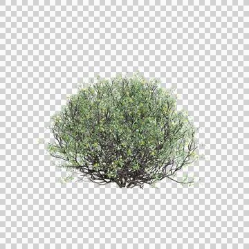 Bush 8 up 50 Stock Illustration