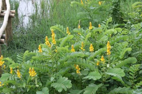 Bush of Acapulo or Ringworm bush. Foto stock