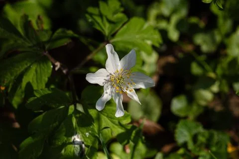The bush aconites have opened up in the evening sun. Stock Photos