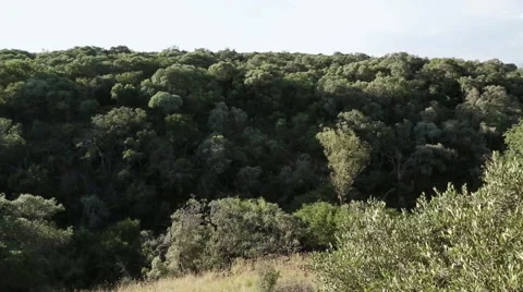 Bush African lush Stock Footage 48140382