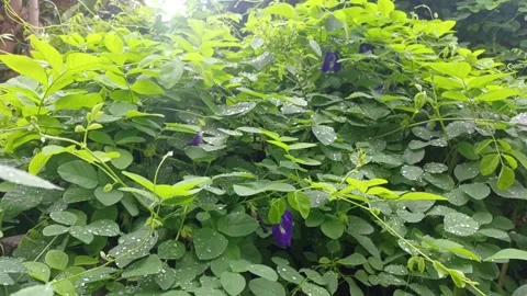 Bush After the Rain Stock Footage 297648812