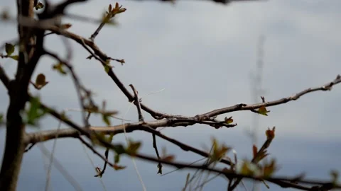 Bush against the sky 動画素材 130389911