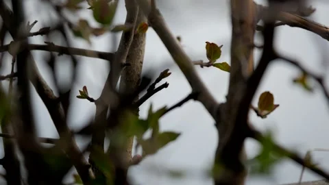 Bush against the sky 動画素材 130390256