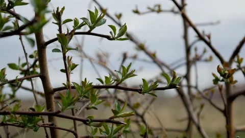 Bush against the sky 動画素材 130390645