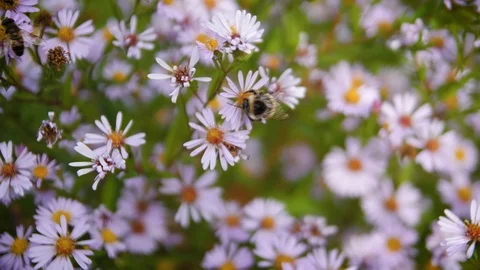 Bush alpine aster purple close-up. Purple aster flowers pollinated by bees Stock-Footage 97636935