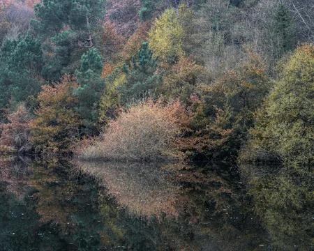 A bush and its reflection form the shape of a heart Фото