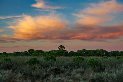 Bush and pine tree forest at sunset with orange clouds Stock Photos