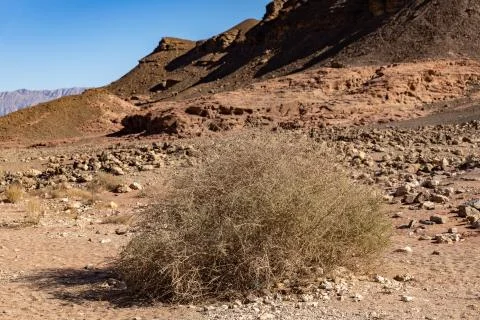 Bush in the arava desert Stock Photos