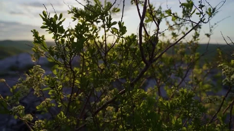 Bush on the background of mountains, moving in windy weather Stock Footage 235325284