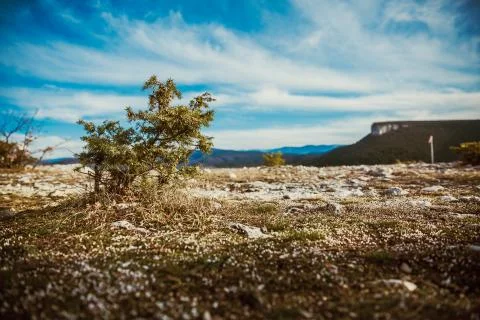 Bush on the background Stock Photos