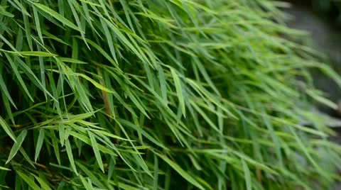 Bush of bamboo leaf Stock Footage 21005865