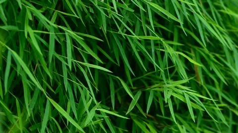 Bush of bamboo leaf Stock Footage 21230833