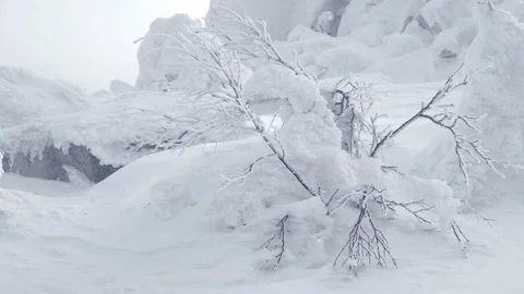 Bush with bare branches sways from snow storm. Stock Footage 150801283