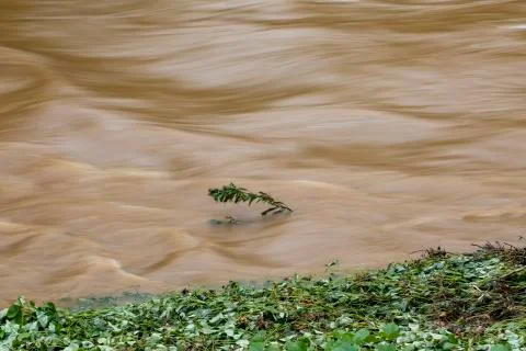 Bush Battling the Flow Foto stock