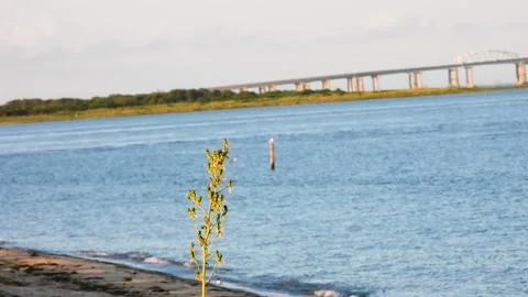 Bush with Bay Bridge in Background Stock Footage 135990383