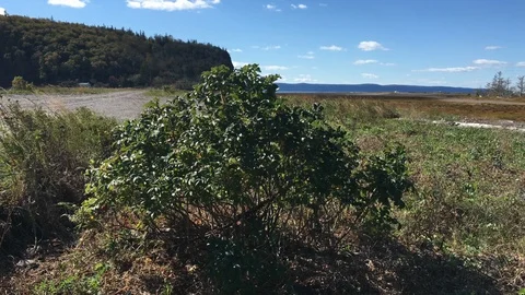 Bush on the Beach Vidéo 89978710