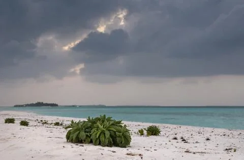 Bush on a beach Foto stock