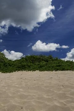 Bush at the beachbeach Stockfoto's