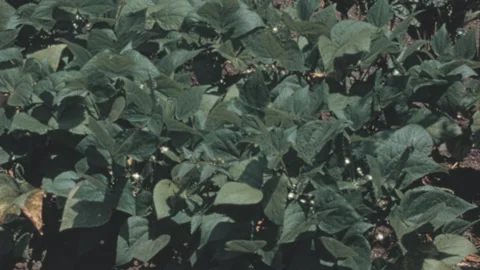 Bush Bean Plants With White Flowers In New York City Garden 1960s Stock Footage 339801809