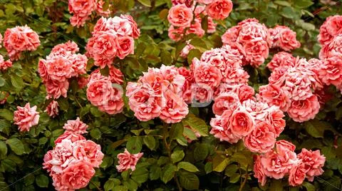 Bush of beautiful pink roses top view vintage color Stock Photos