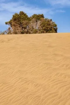 The Bush Behind The Dune Stock Photos