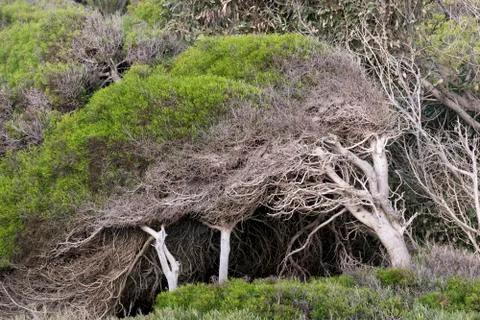 Bush bent by the wind Stock Photos