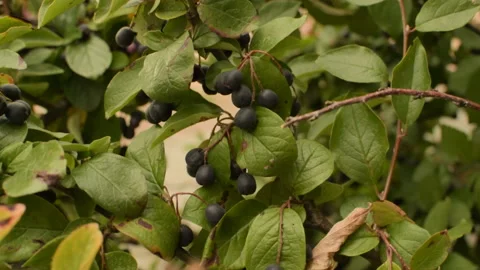 Bush with berries close-up. Camera in motion Vídeo Stock 94879940