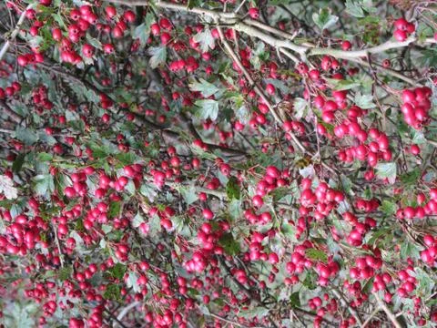 Bush with berries Stock Photos