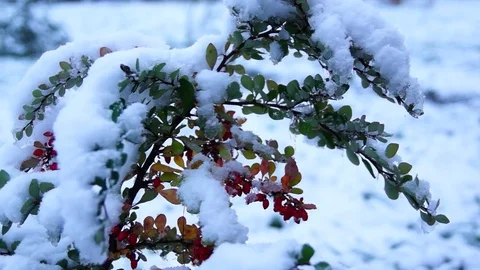 Bush with berries in snow. Stock Footage 75832606