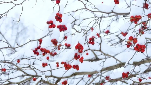 Bush berries under the snow 2 스톡 동영상 85306287