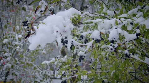 Bush with berries under the snow. Stock Footage 69769062
